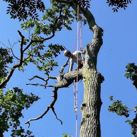 tree services like tree trimming by tree surgeons in leicester