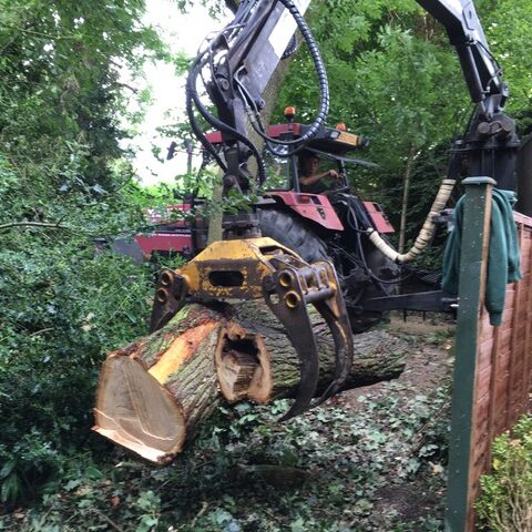 tree services like tree cutting by tree surgeons in leicester