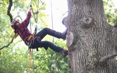 What is a tree surgeon?