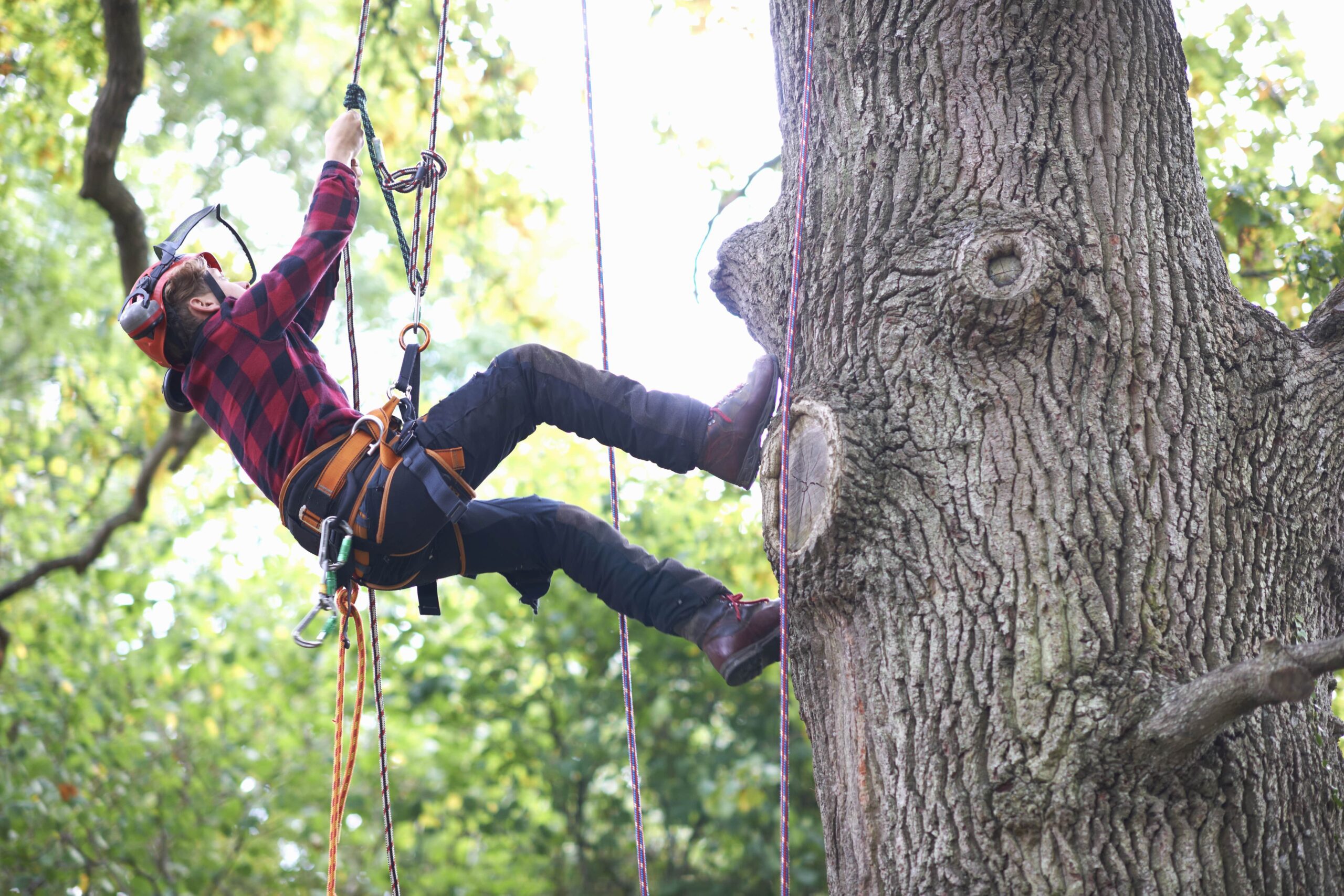 what-is-a-tree-surgeon-woods-tree-care