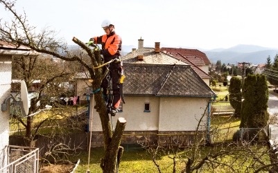 How Much Do Tree Surgeons Charge in the UK?