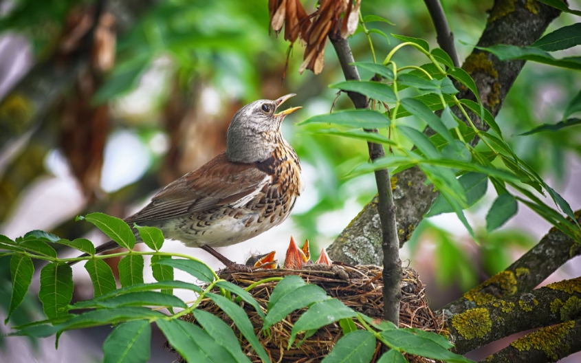 When to Cut Hedges to Avoid Nesting Birds Woods Tree Care