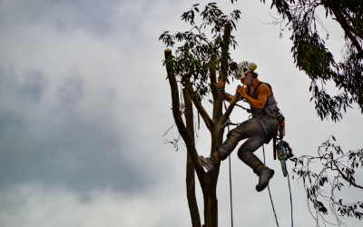 How dangerous is being a tree surgeon?