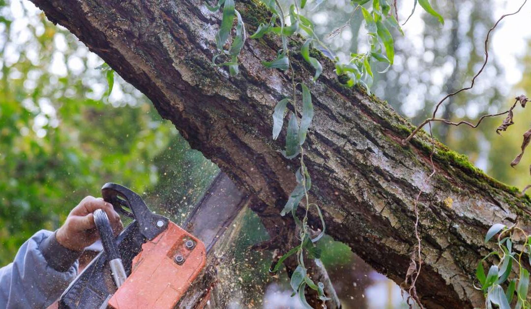 How Much Does An Arborist Cost UK? Understanding the Factors Influencing Tree Service Pricing