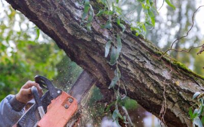 How Much Does An Arborist Cost UK? Understanding the Factors Influencing Tree Service Pricing