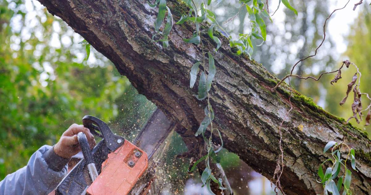 Cost of Arborist Services in the UK Woods Tree Care