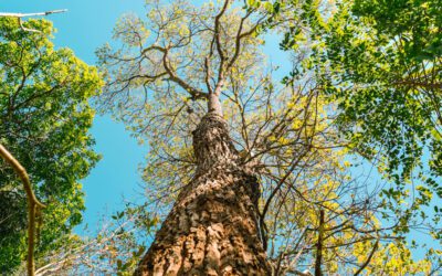 Beneath the Canopy: Exploring Arborist Services Beyond the Norm
