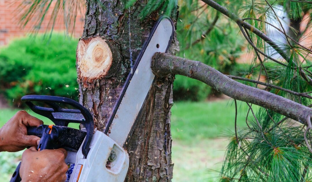 Essential Tips for Post Tree Service Tree Care