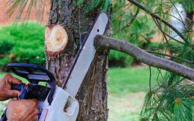 Essential Tips for Post Tree Service Tree Care