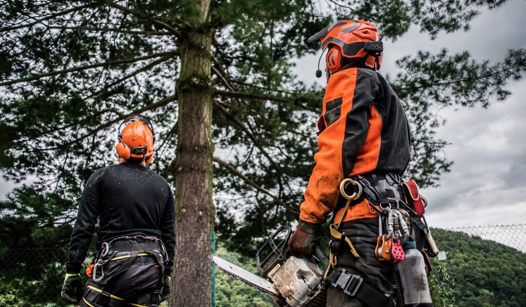 Why Do You Need Professional Tree Care Services?