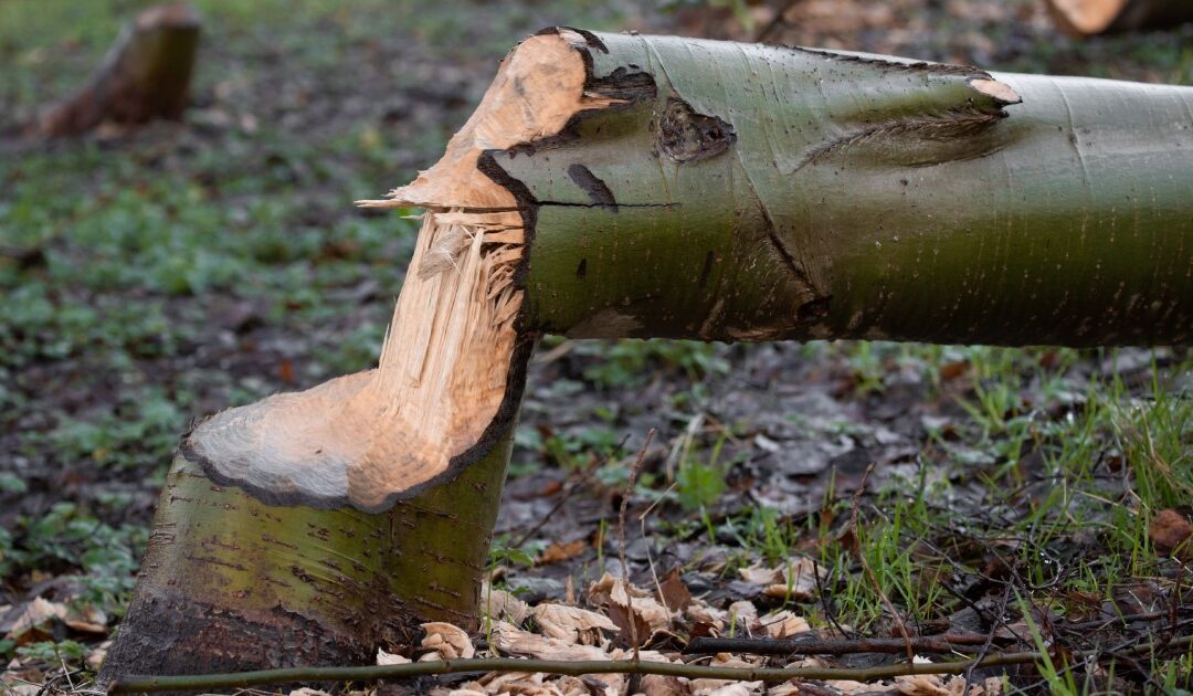 Can an Arborist Save a Cut Down Tree?