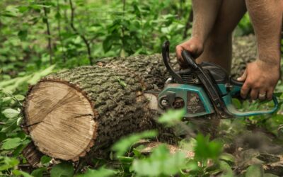 Is it Legal to Cut Trees on Your Own Property in the UK?