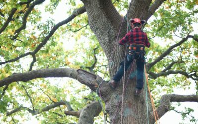 How to Identify When Your Trees Need the Expertise of a Tree Surgeon