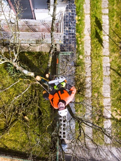 Tree Surgeon in Leicester Forest East 