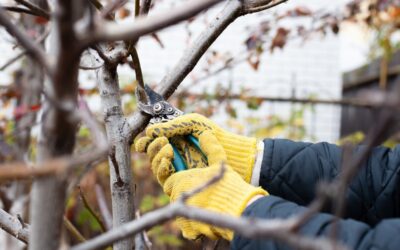 How to Prepare Your Trees for Winter: Seasonal Care Tips