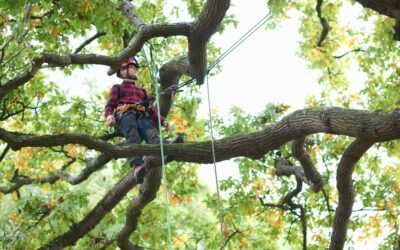 What’s the Difference Between Tree Trimming and Tree Pruning?