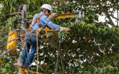 Can Tree Maintenance Help Prevent Storm Damage?