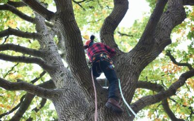 Can Tree Surgery Help Improve the Health and Safety of My Garden Trees?