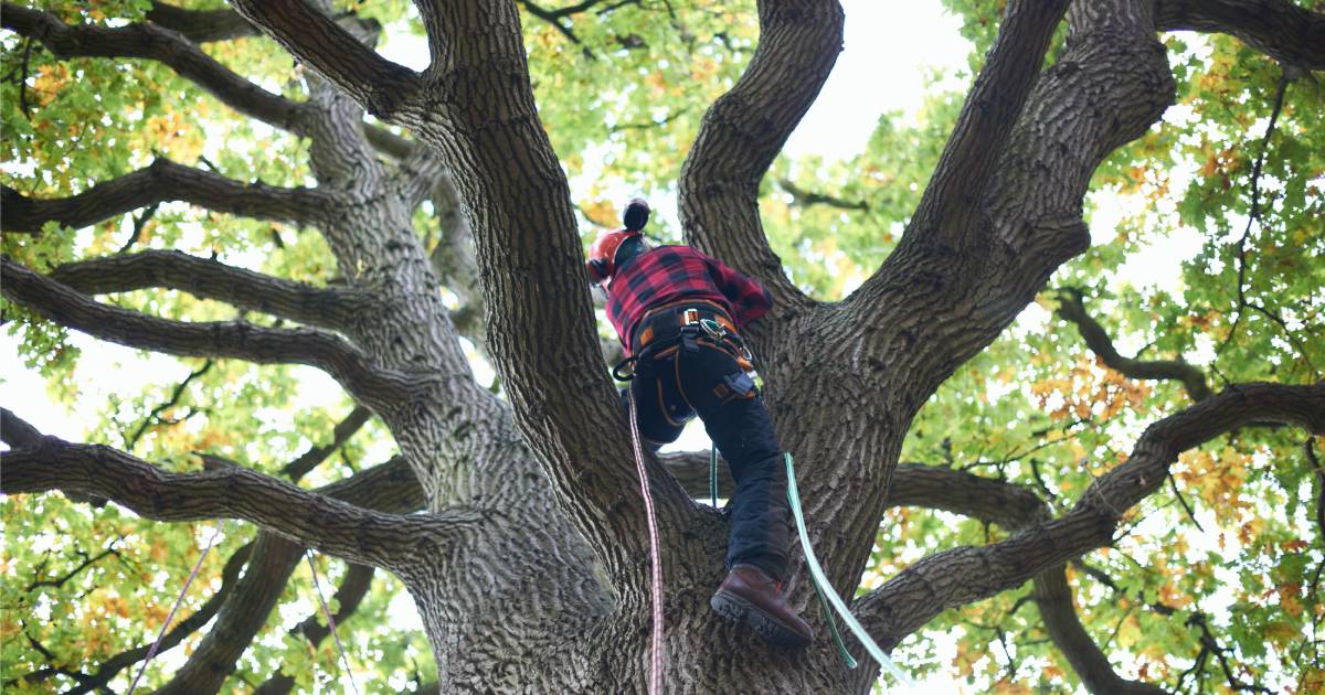 Tree Surgery Help Improve the Health and Safety of Garden Trees